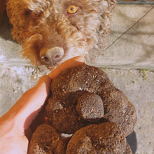 Load image into Gallery viewer, Les Ors de Provence, Truffe Noire, Tuber Melanosporum
