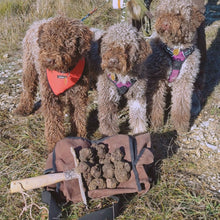 Load image into Gallery viewer, Les Ors de Provence, Truffe Noire, Tuber Melanosporum
