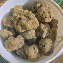Load image into Gallery viewer, Les Ors de Provence, Truffe Noire, Tuber Melanosporum
